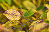 T75_5096~0.jpg