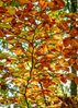 liscie-DSC_5831.jpg