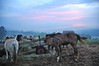 kaszuby_2014_069.JPG