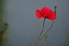 DSC_0415.JPG