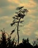 DSC_0466.JPG