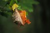 DSC_0510.JPG
